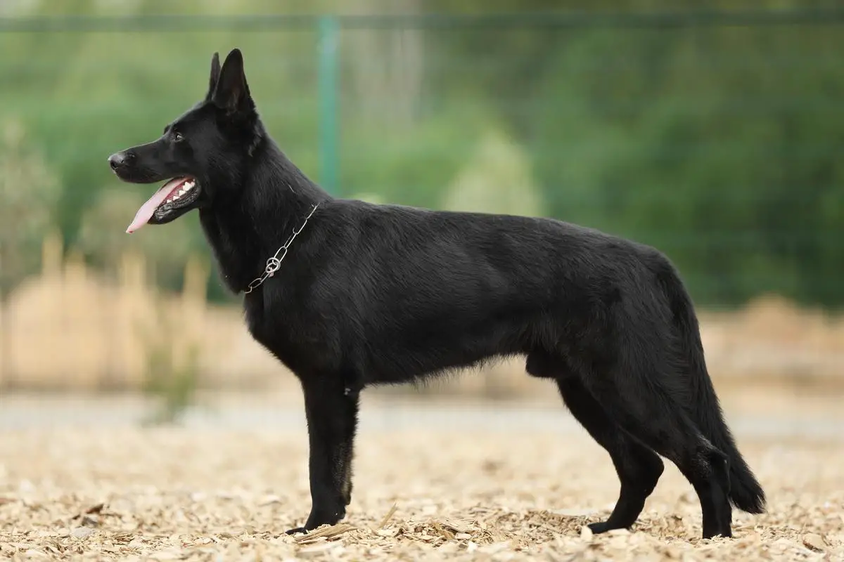 Fero von der Sigisliebe