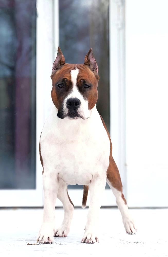 SWEET CHARMELLE REDBERRY