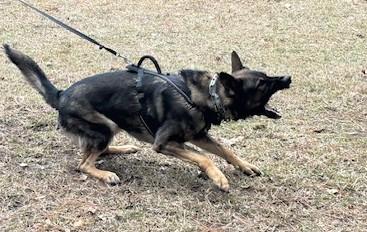 EZ Rip vom Mack-Zwinger