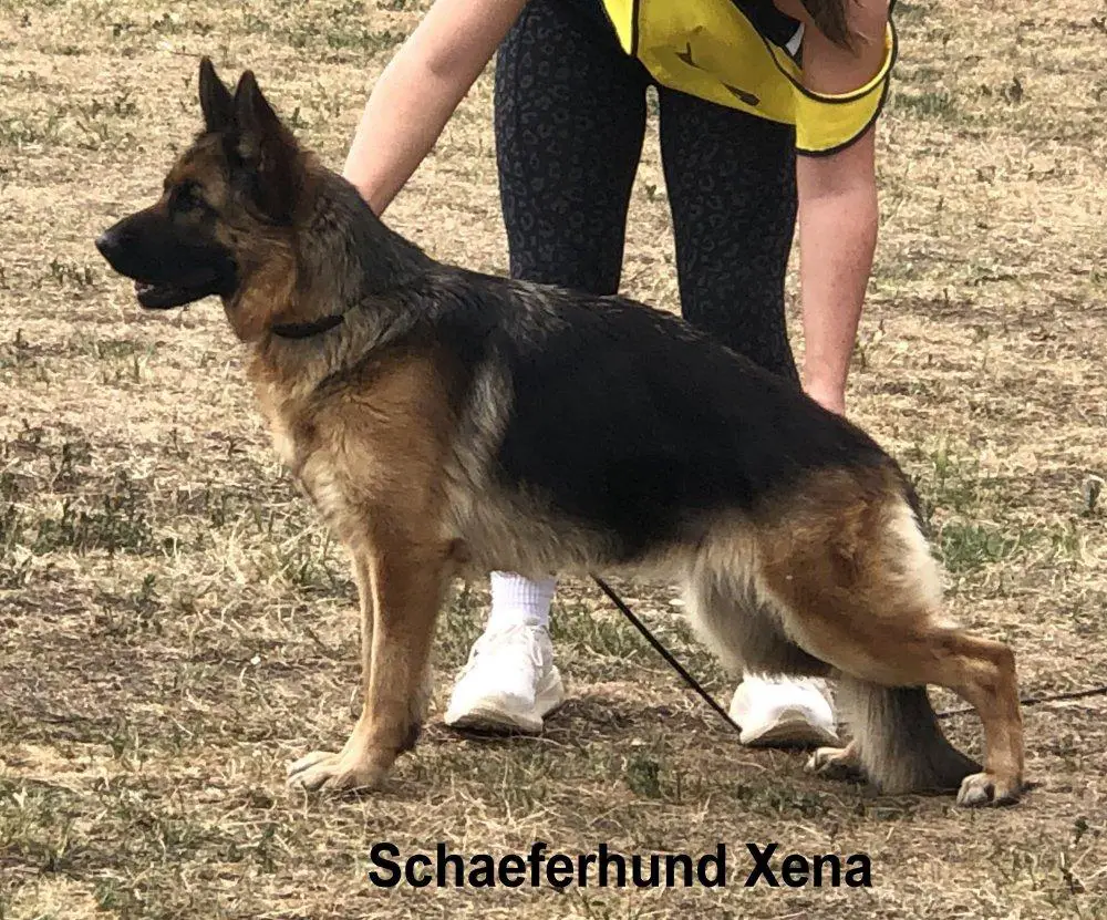 Schaeferhund Xena