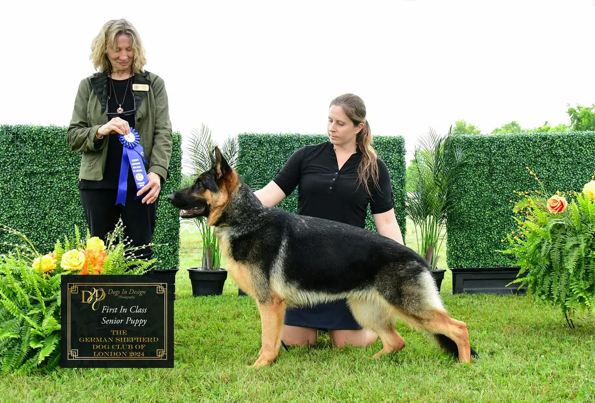 Royale's Grand Finale