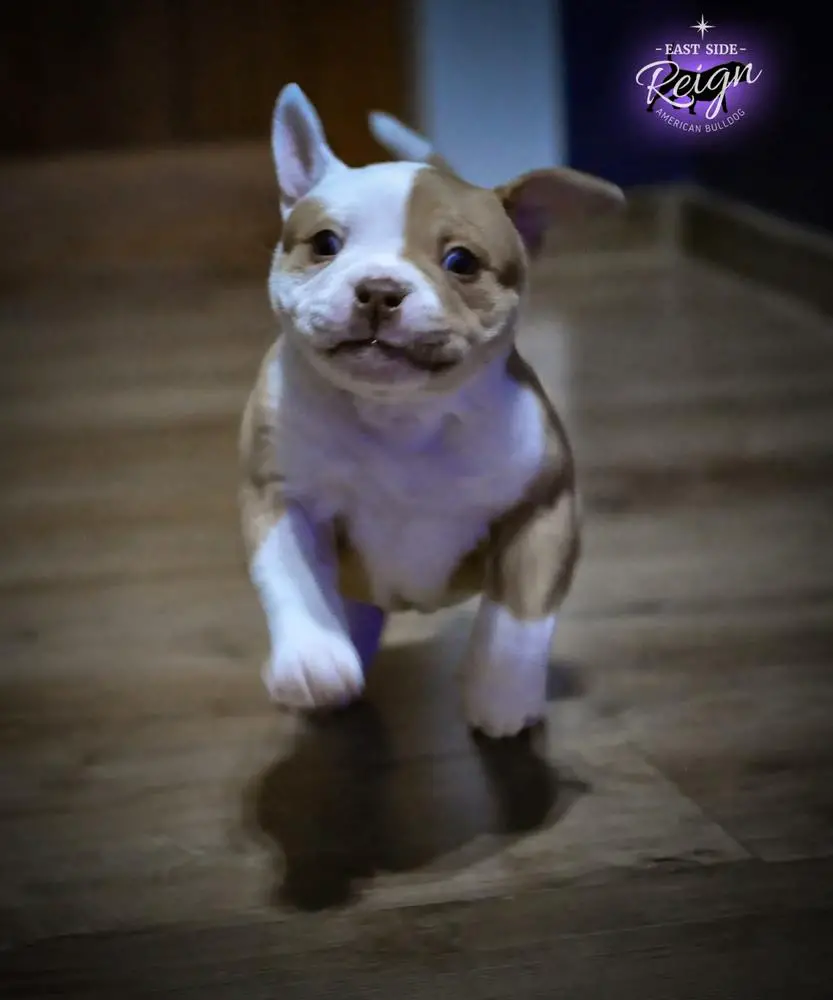 East Side Reign Fury