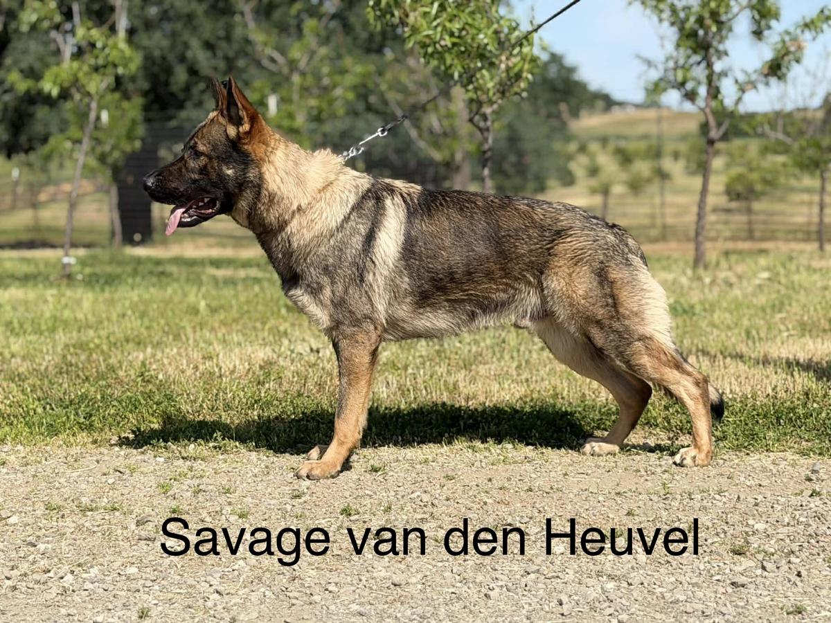 Savage Van Den Heuvel