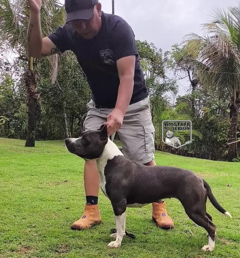 FURIA AM AMSTAFF DO JERIVA