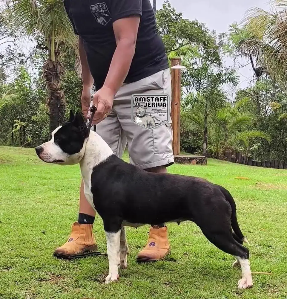 CLEÓPATRA ZA AMSTAFF DO JERIVA