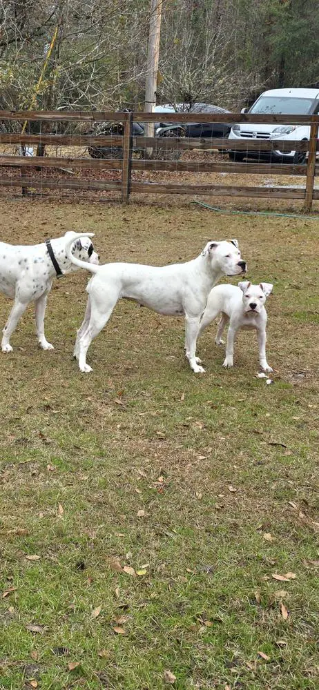 TN Peachy Keen of York