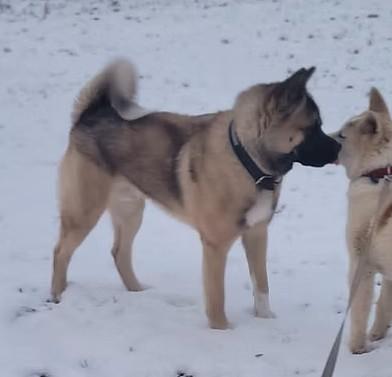 Arctic's Kage Shining Shadow