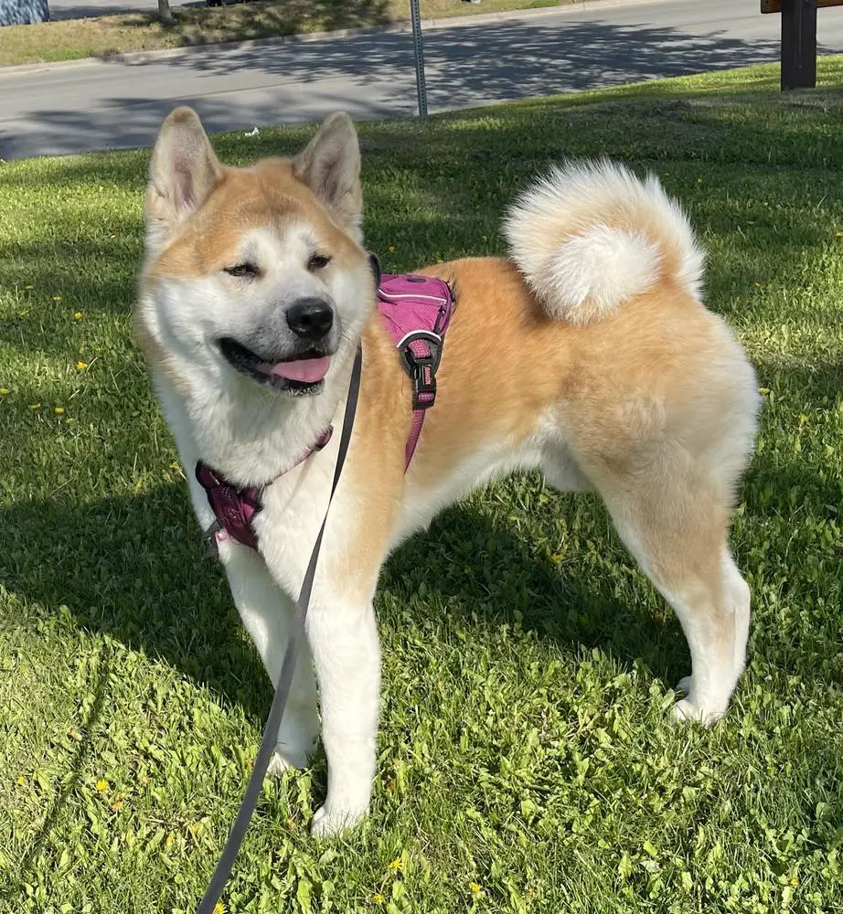 Arctic's King of the Last Frontier