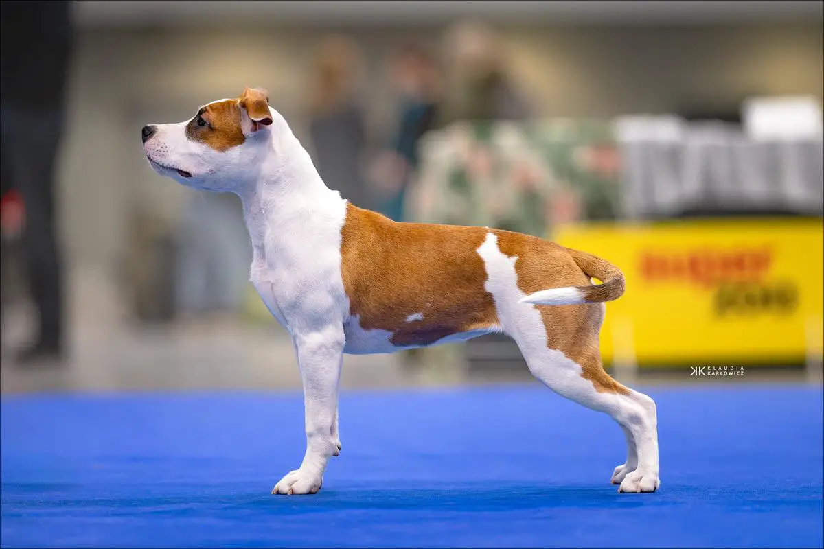 Carmen Desert Flower