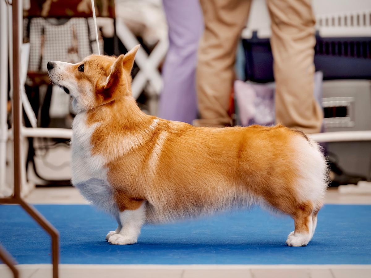 AIRYSHIRE NUTS ABOUT YOU