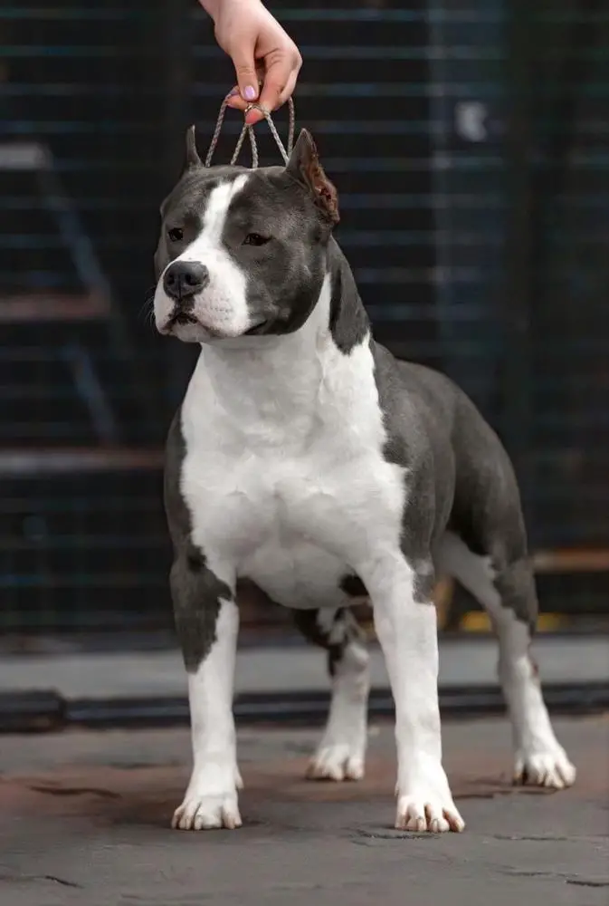 RICK SLOW BOUNTY DEW