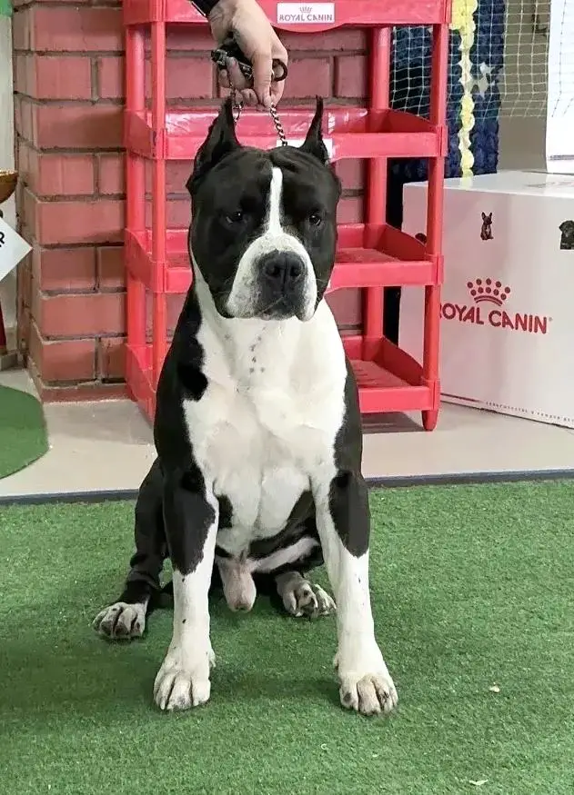 Fifti Cent Iz Kurgan Grada