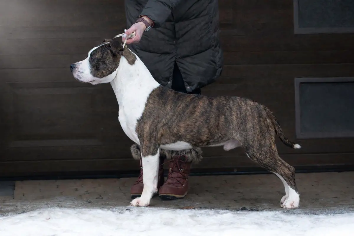 Gallardo Vivir Perros