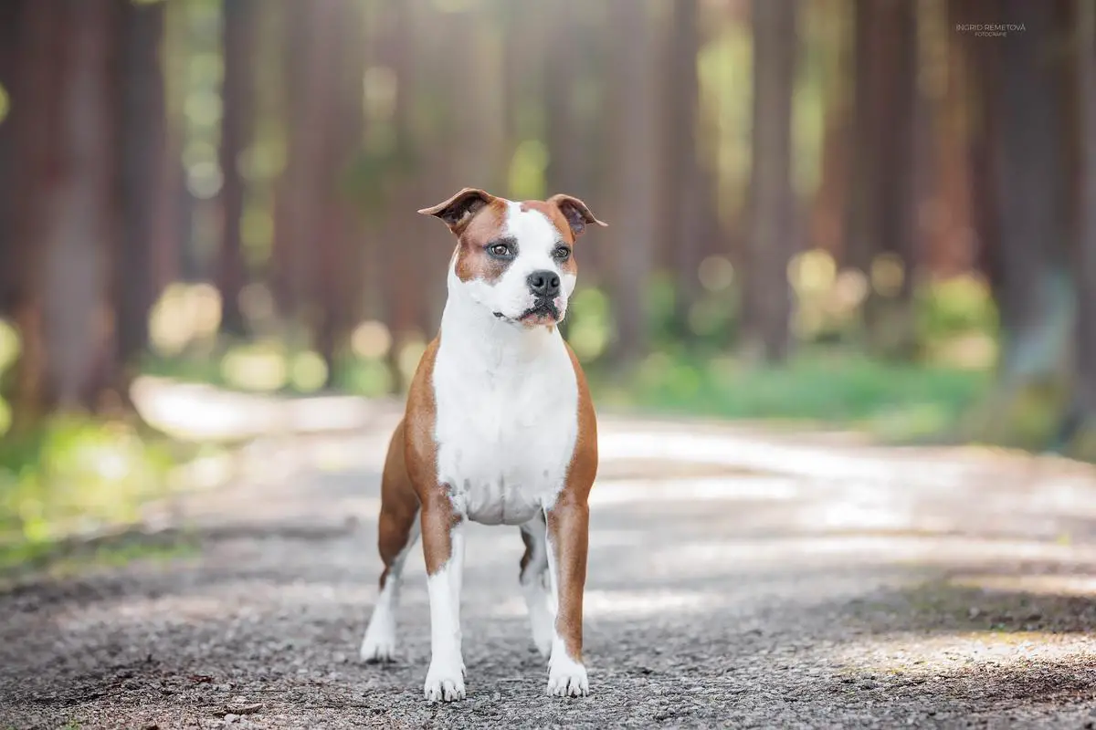 Helene Gangster Staff Bohemia