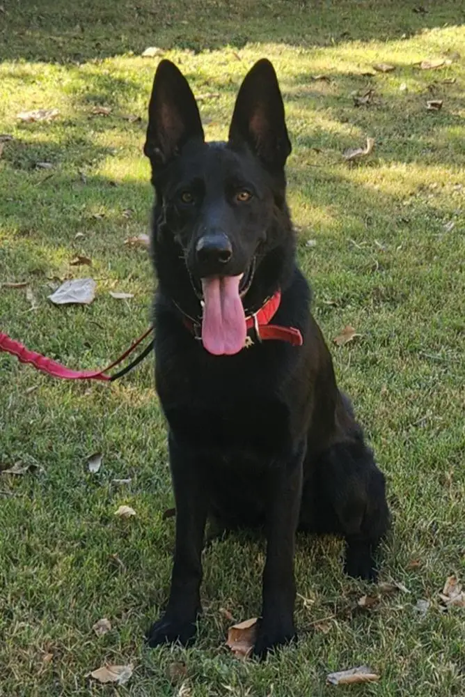 Samson of Zorah Raney