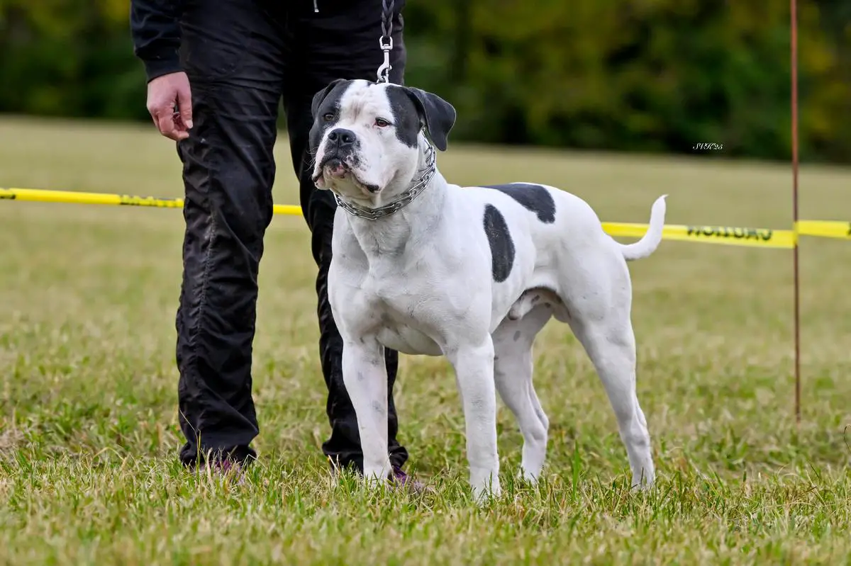 Gunslinger's Ocelotl