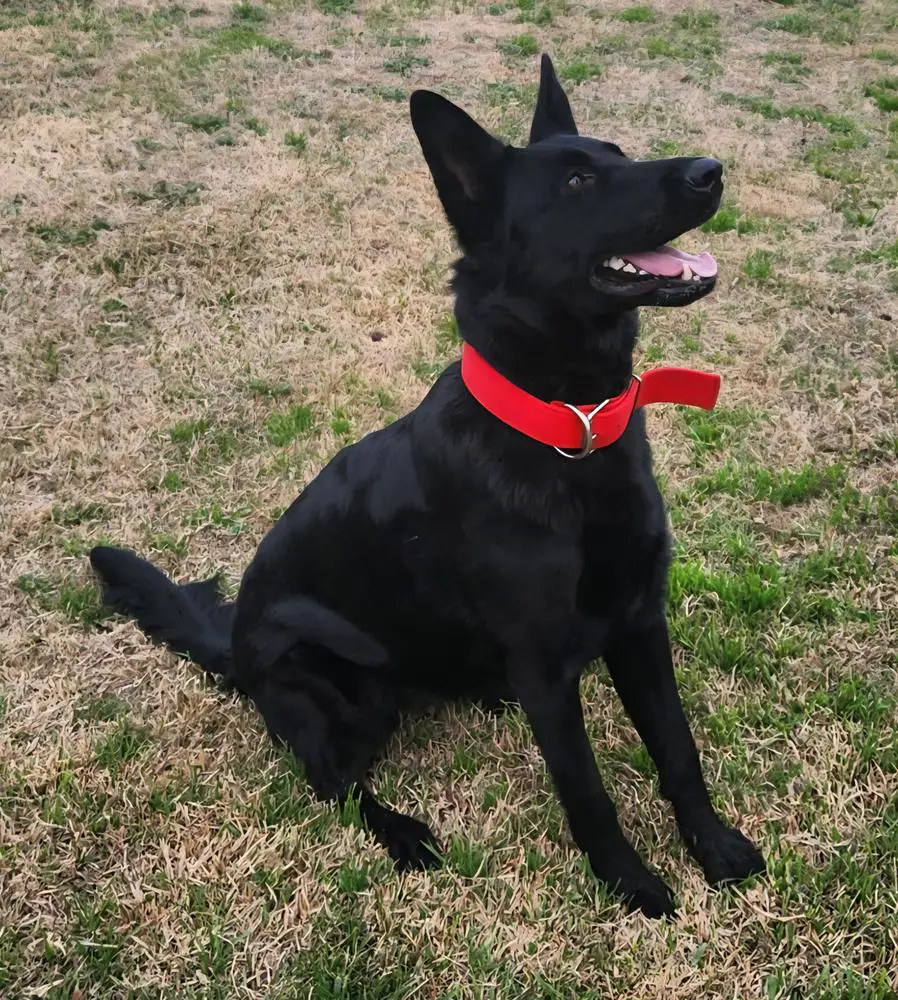 Deliah of Zorah Raney