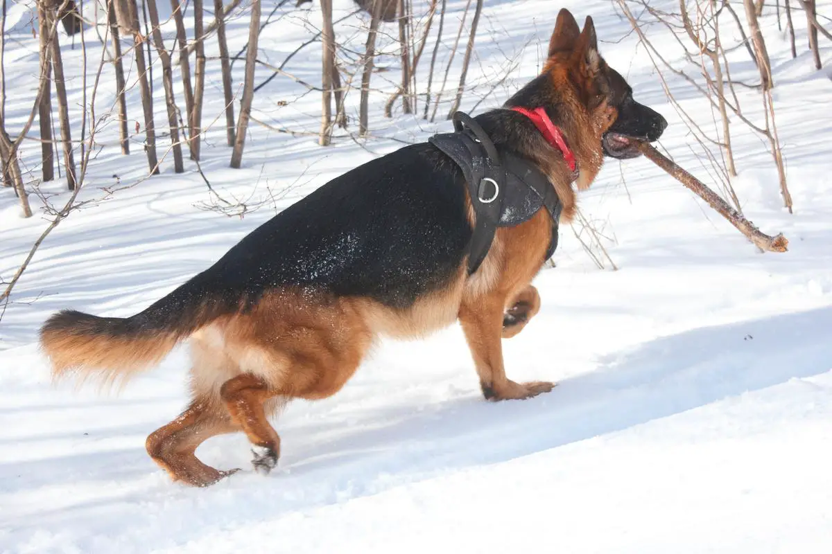 Zeppelin Team Carrera