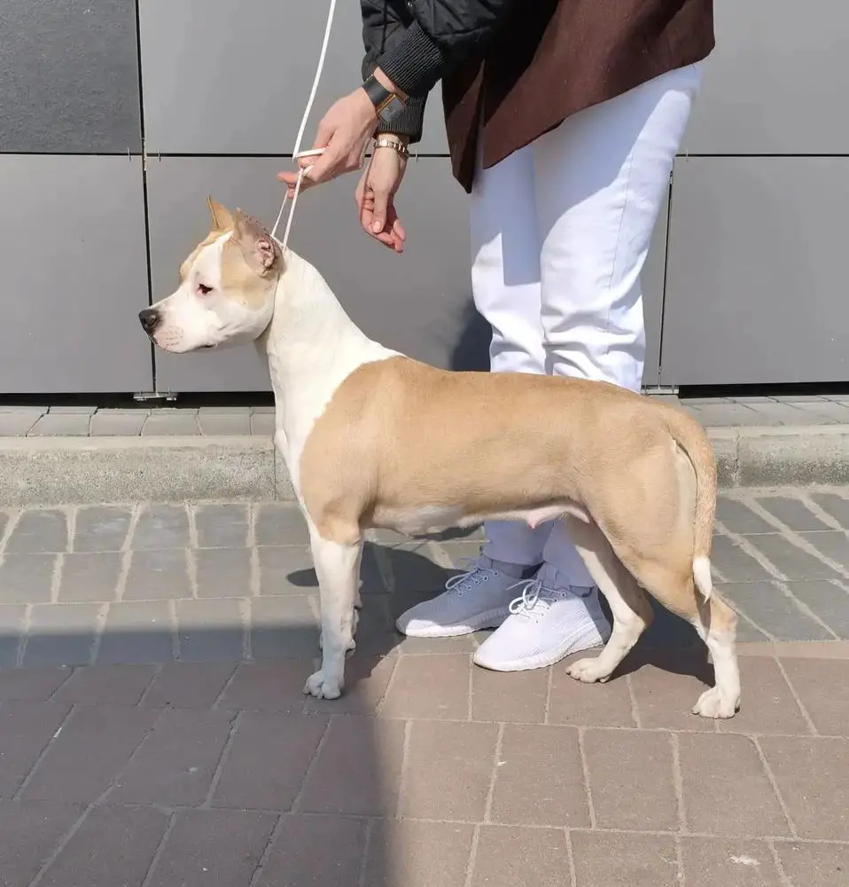 Sheriz Pride Chance of Life