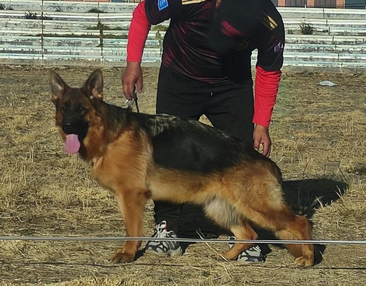 Biene vom Tunariblick