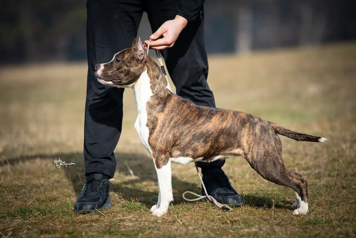 DESERT ROSE ABSOLUTE ROCKSTAR'S