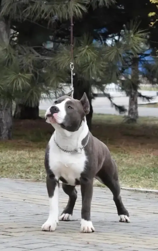 Sakura Novaya Legenda