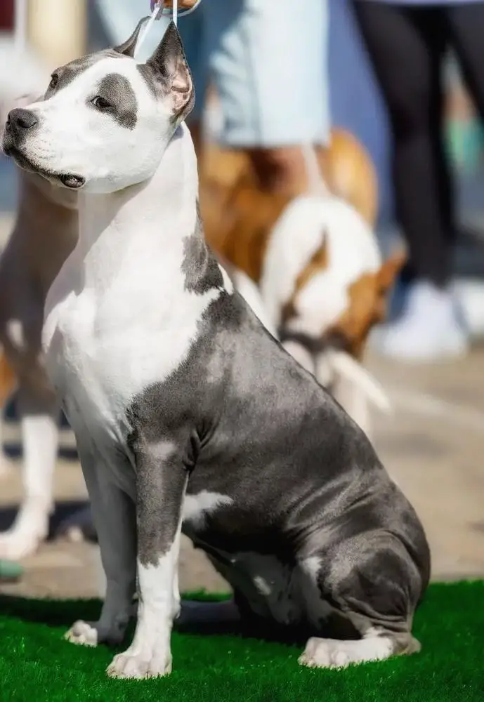 Zendeya Krasa Kubani