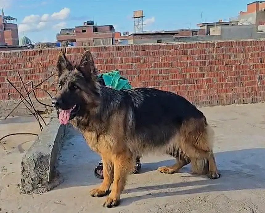 Horrya vom Royal Kennel