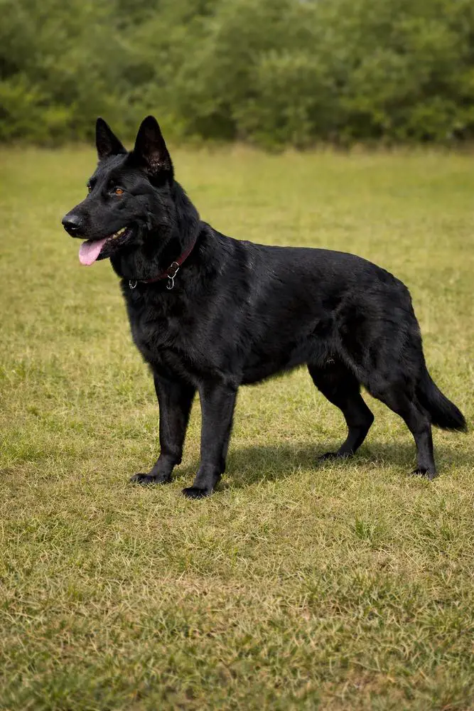 Bonna Vom Kustenwache