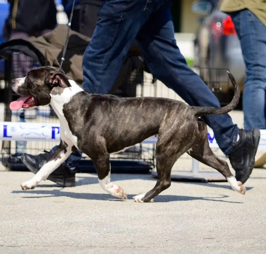 Absolute Rockstar's Cotton Candy
