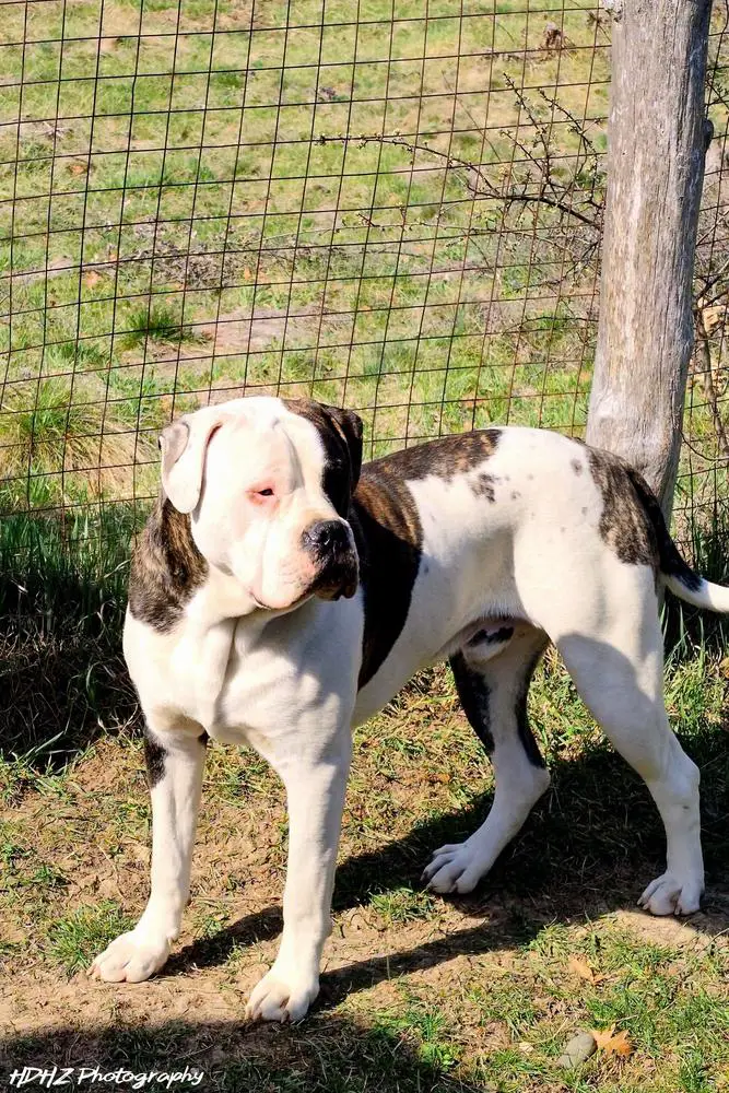 Sargetia Forest OZZY of Turul Bulls