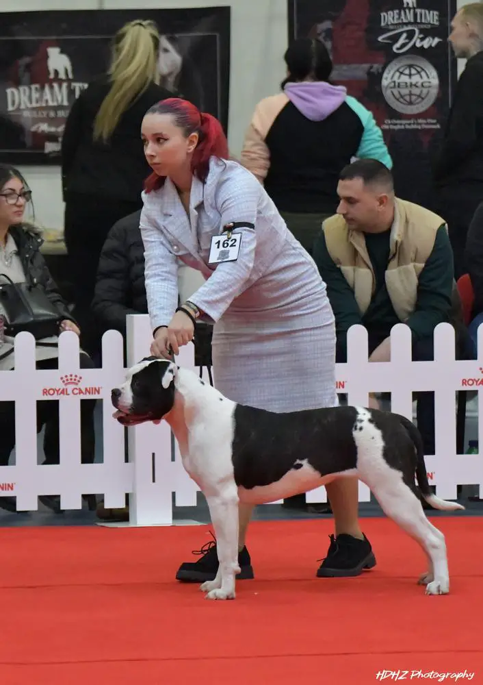 Sargetia Forest NOVA of Turul Bulls