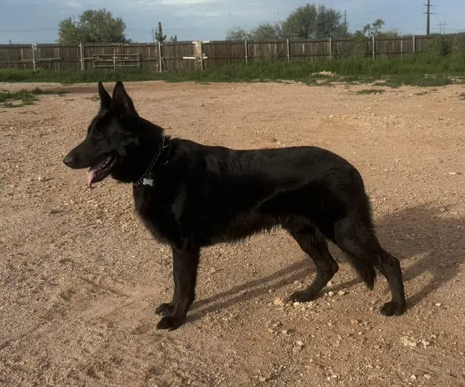 Vf Cosmo's Venom Vom Leonidas