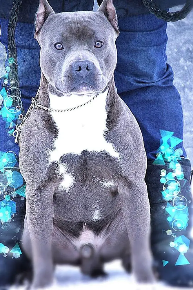 POWER EDIRS NEW LIVE SOUL OF GRYFFINDOR