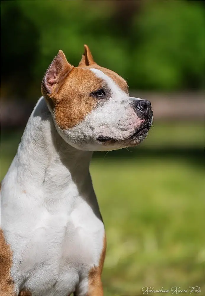 KOROLI NOCHNOY VERONY DEMI MUR MUR