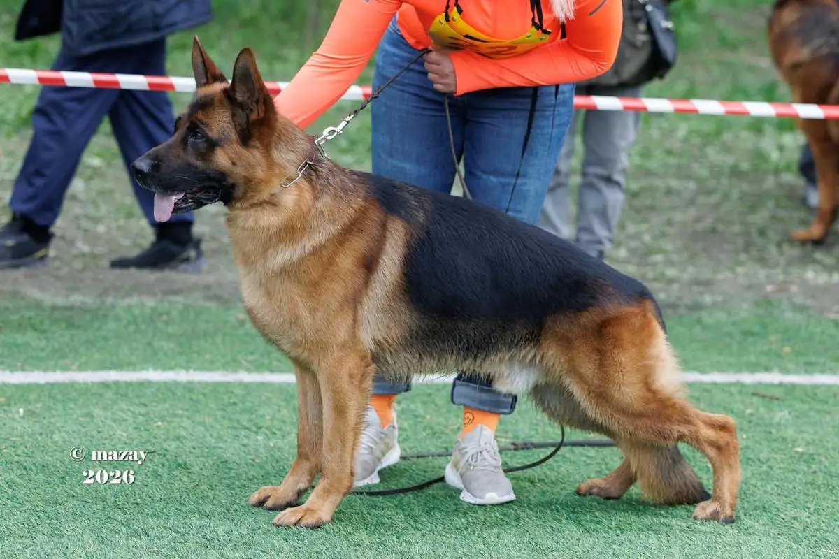 Tseyron-Zevs iz Doma Akhmadovyh