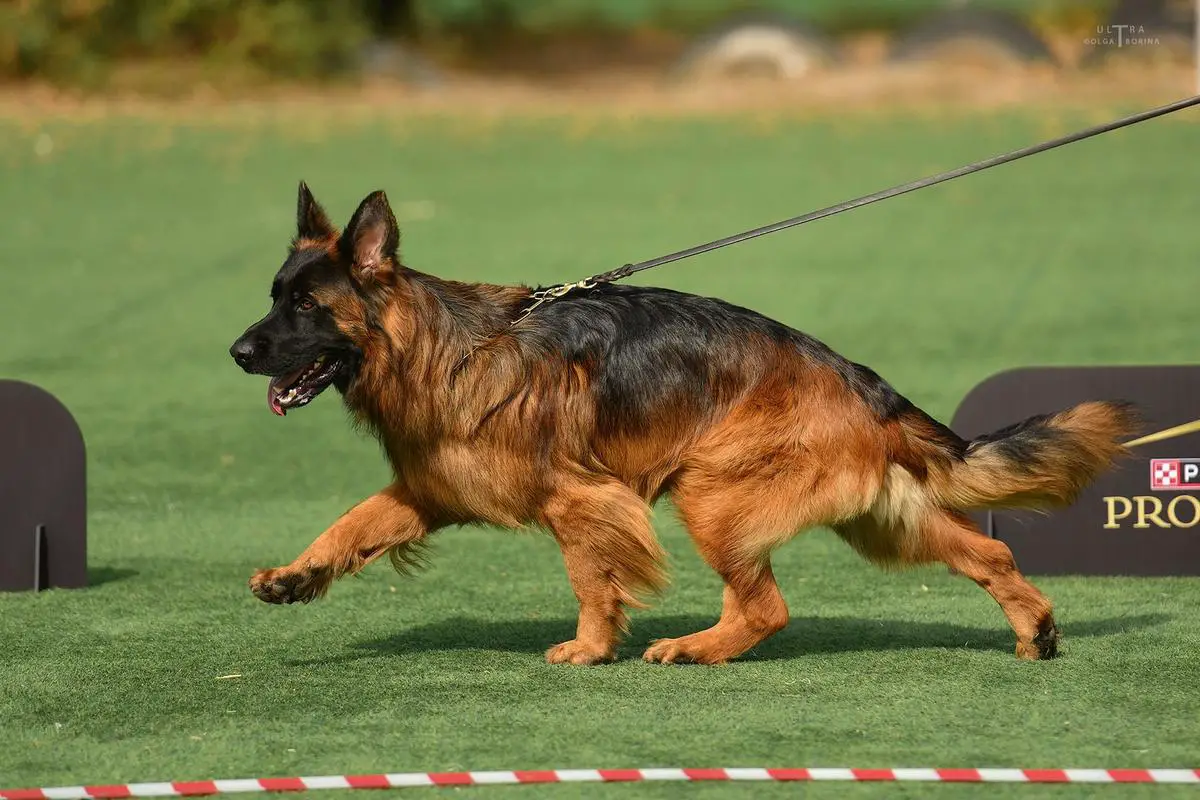 Jamison vom team Furstenbrunn