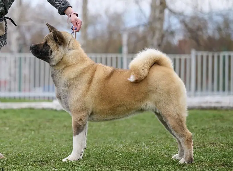 Tiger Timalan Chaynaya Roza