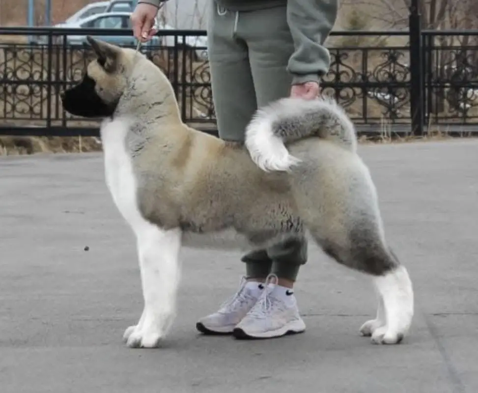 Vivalottara Spring Melody