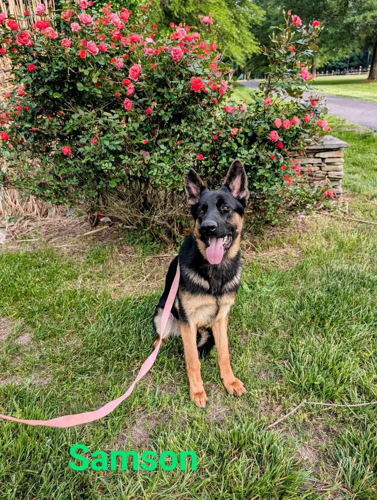 Von Dawn's Samson