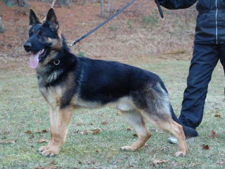 Vom rheinland shop german shepherds