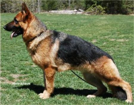 Monroe haus german sales shepherds