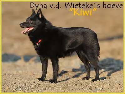 Dyna v.d. Wietekes hoeve