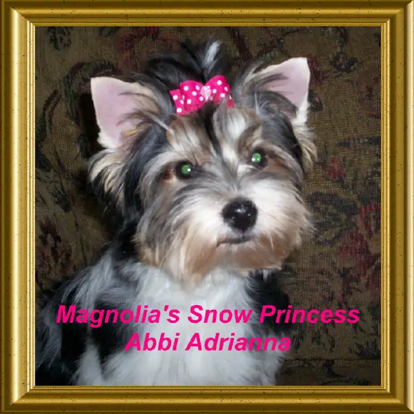 Magnolia's Snow Princess Abbi Adrianna