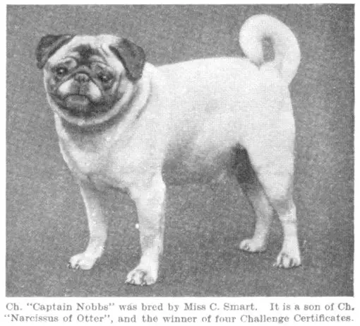 Captain Nobbs