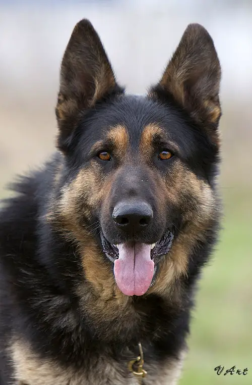 viking dog breeds viking dog breeds