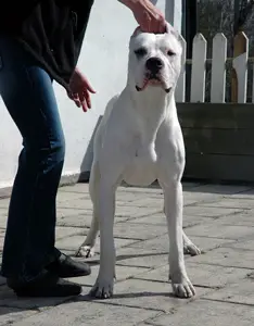 White Ghost¿s Dogo¿s Eugenio