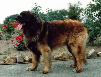 Fjedor v. Jekaterinislav