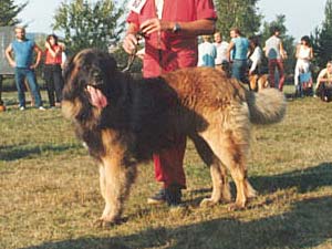 Arko v. Hombrechen