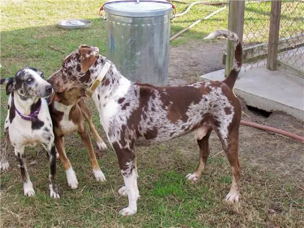 Lee's Cherokee Red